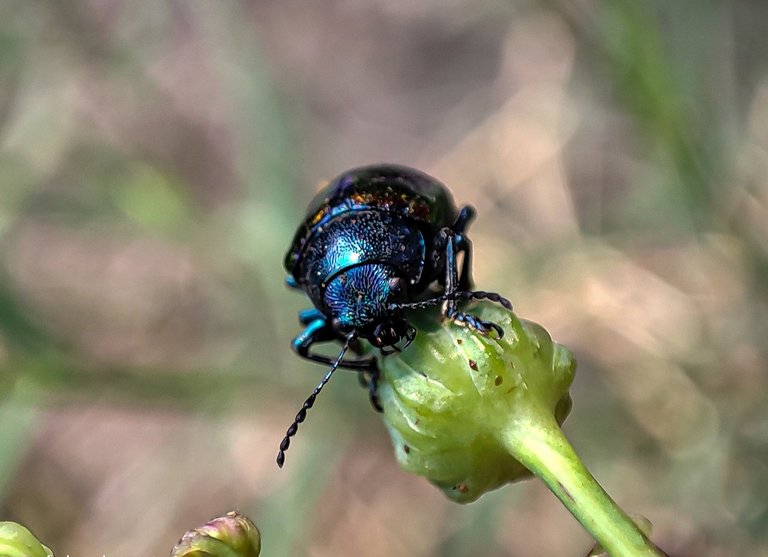 Dogbane Beetle