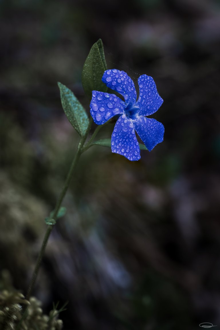 Flowers and Birds - Vinca minor - Johann Piber