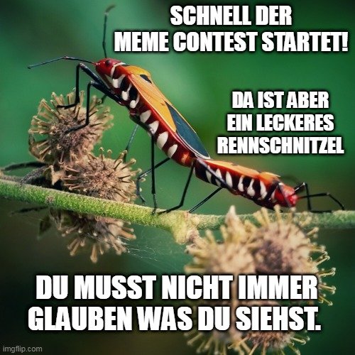 meme_gmbh_contest_vii_rennschnitzel_insekten_1.jpg