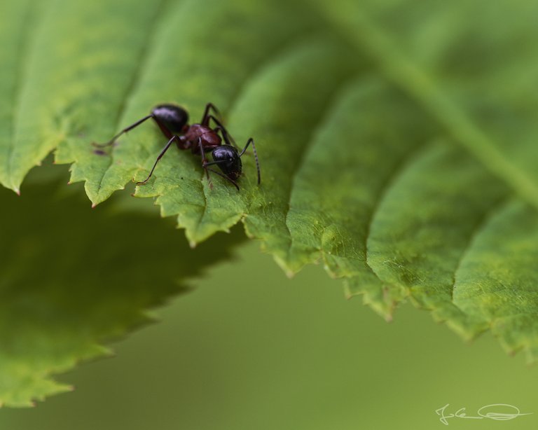 Formica - Wood Ant