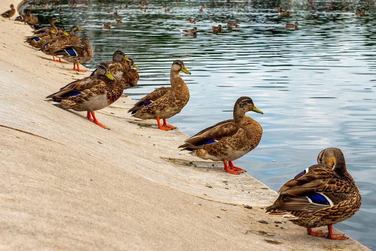 ducks_in_a_row.jpg