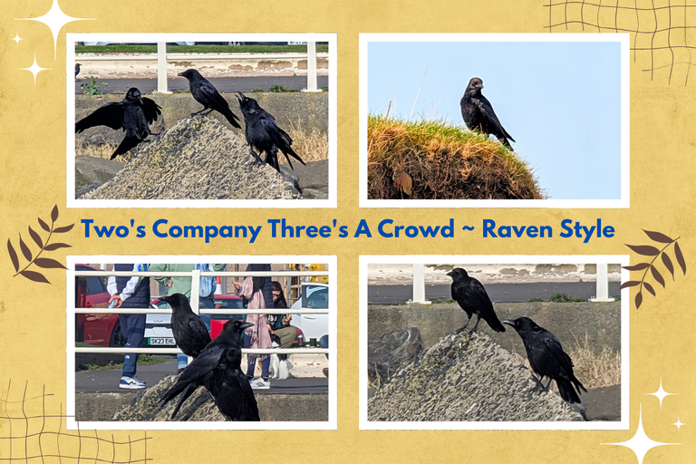 Two's Company Three's A Crowd ~ Raven Style