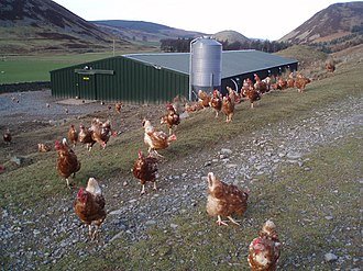 free_range_hens_geograph.org.uk_342791.jpg