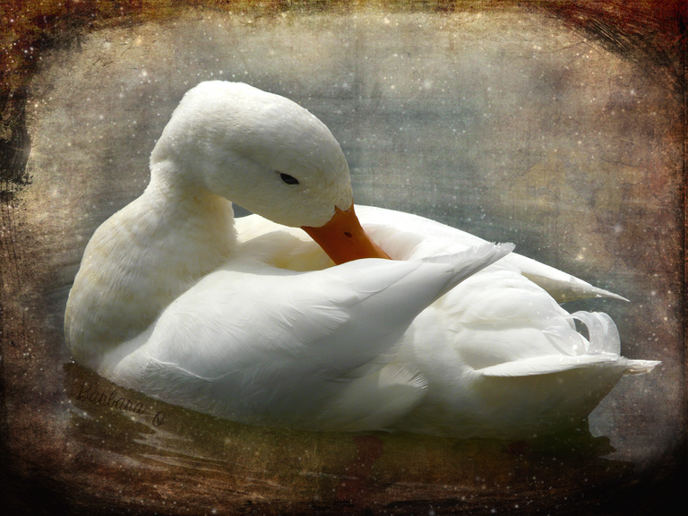 white_duck_resized.png