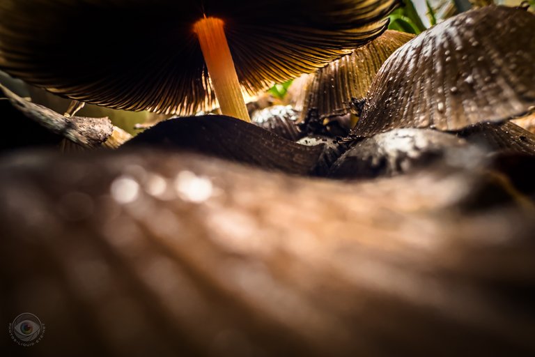 Glistening Inkcap