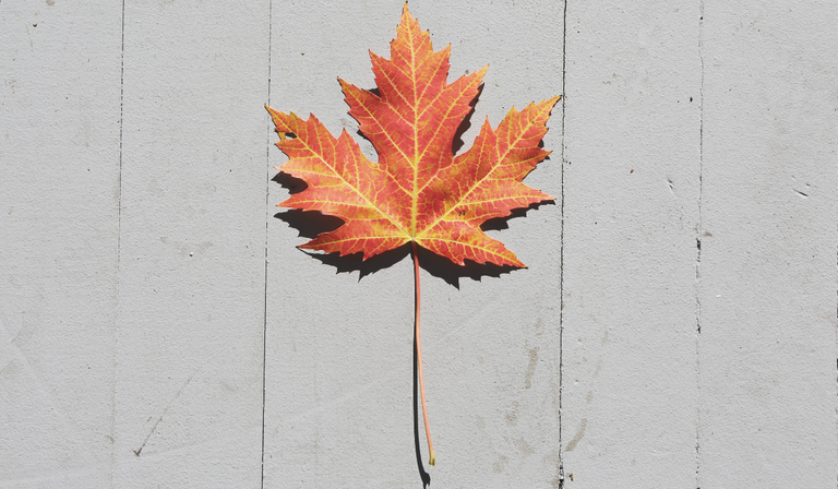 fall_2.png