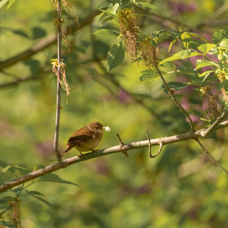Northern House Wren