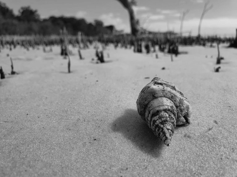 fraser_island_oct_2020_284.jpg