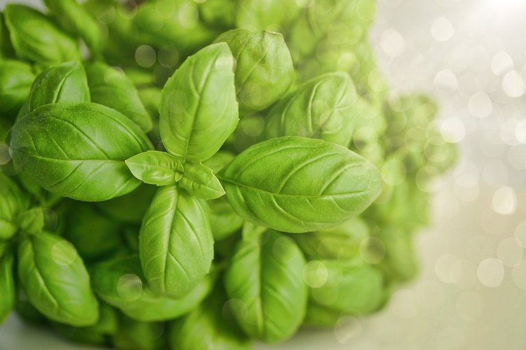 Medicinal plants, Basil