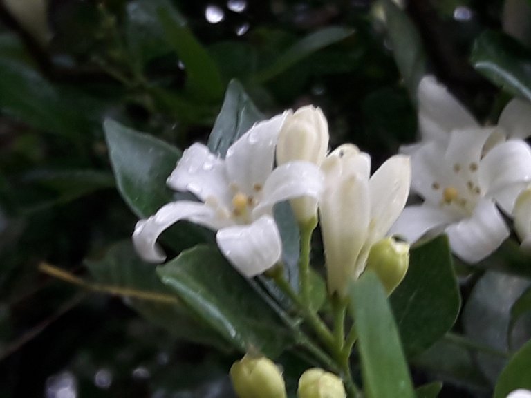 Thursday Murraya paniculata as Kamini flower Photography — Hive