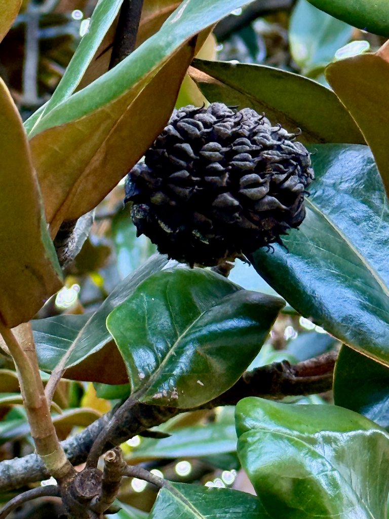 Seed pod