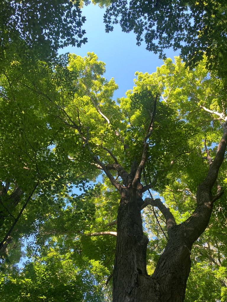 Mature hardwood trees