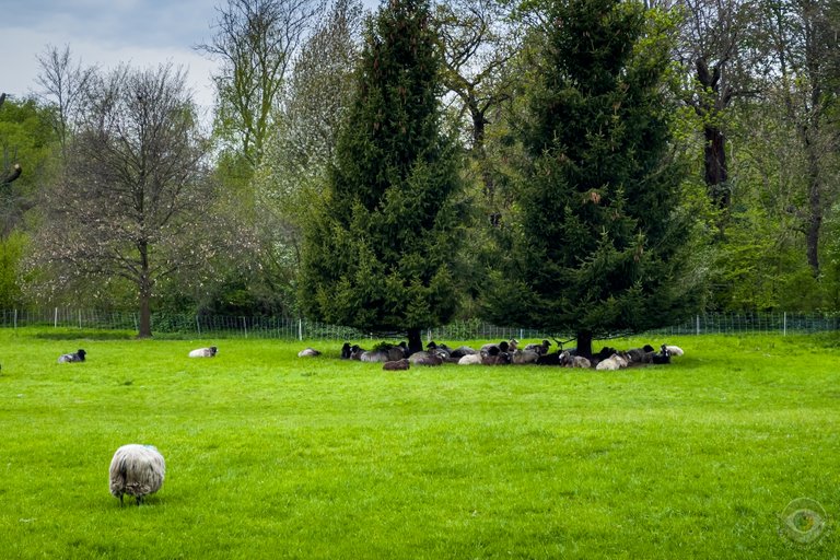 Gotland Sheep in the Park