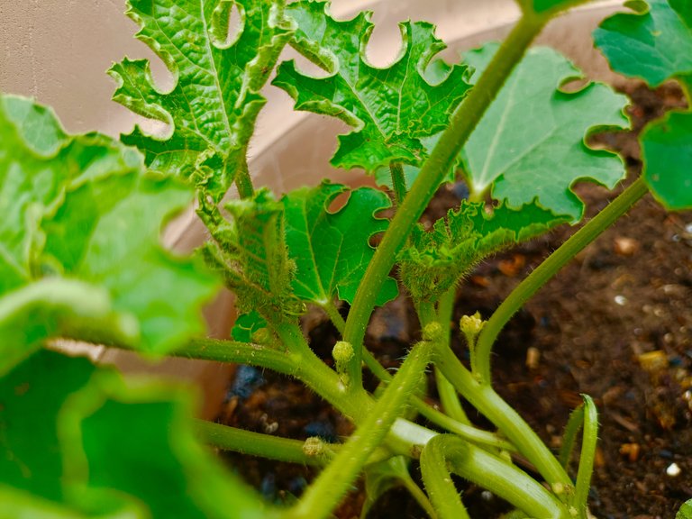 Although after that, due to the intense heat, these plants were growing very slowly, but then in the last few weeks, due to rain with storm 3-4 times, these plants got a different energy and they started growing rapidly.