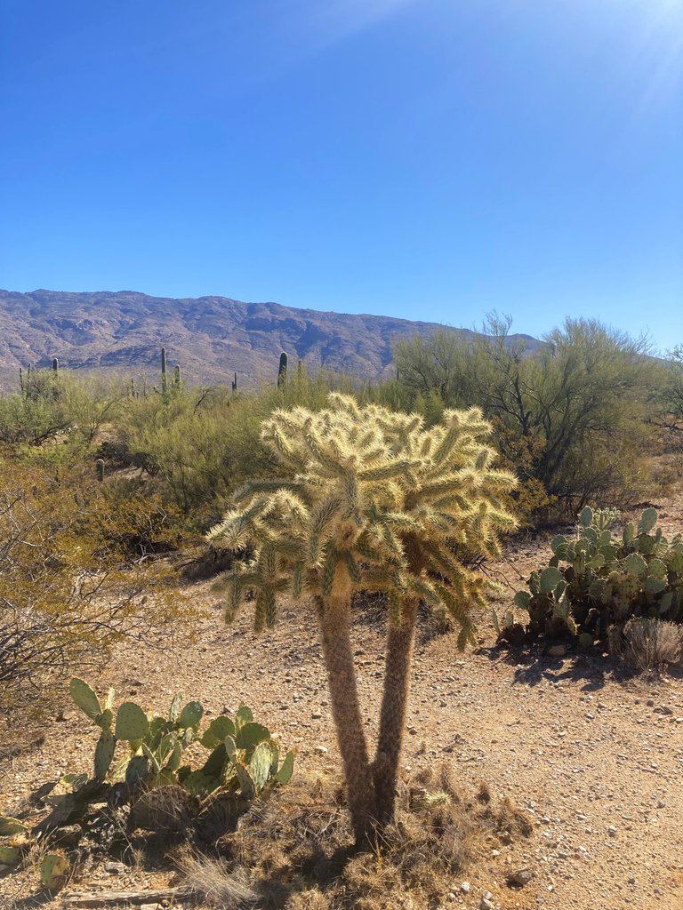 Teddy Bear Cholla