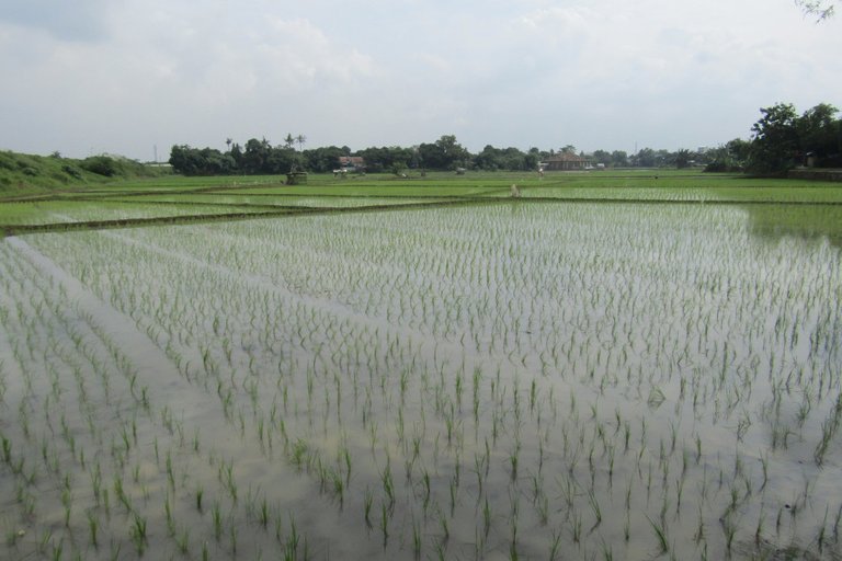 How Farmers Cultivate Rice In The Rainy Season