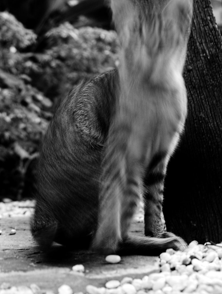 The cat vortex!