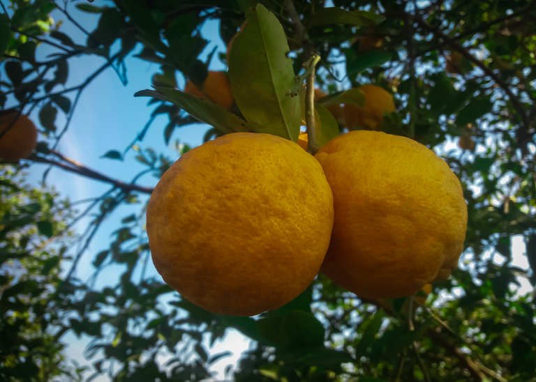 A charming view of our Lemons. How they are looking? #bee #tribes #proofofbrain ...