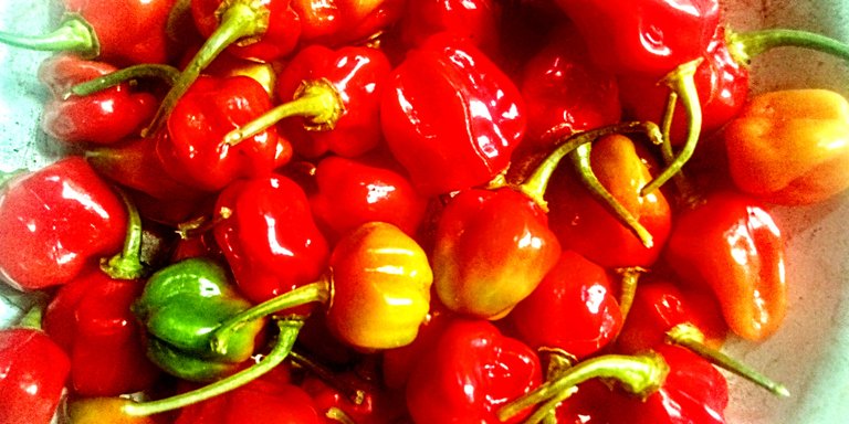Fresh from my garden