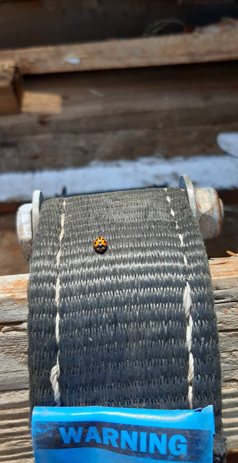 Ladybird on ratchet tiedown