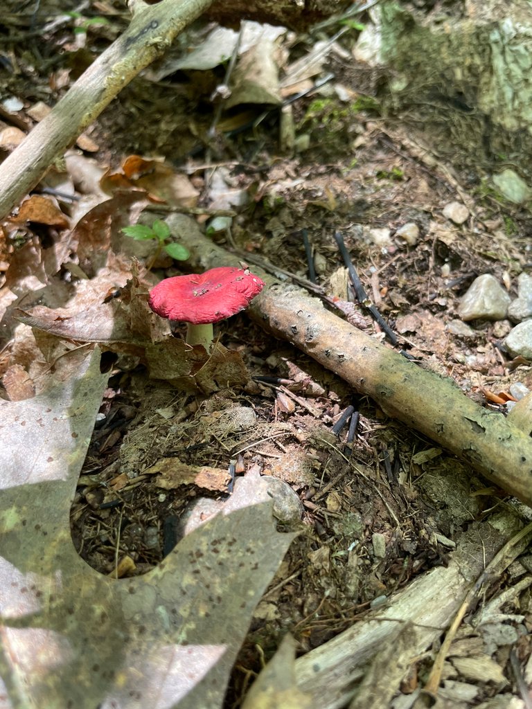 Red mushroom opened up