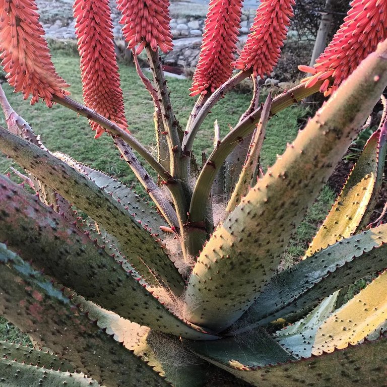 Sun on the aloe with spiders' webs
