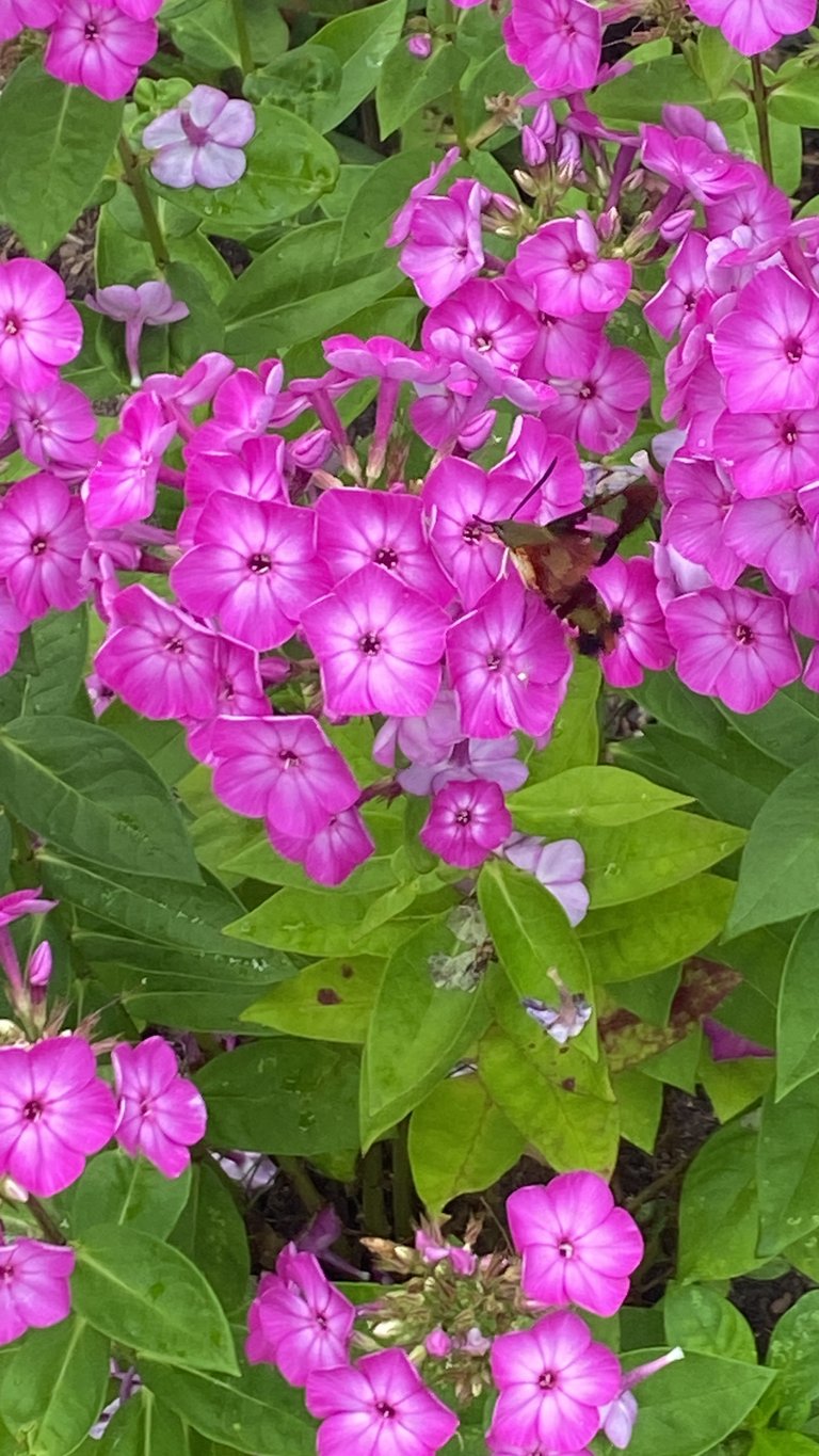 Butterfly moth