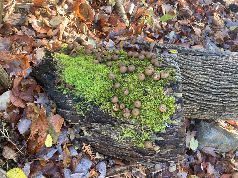 Puffballs