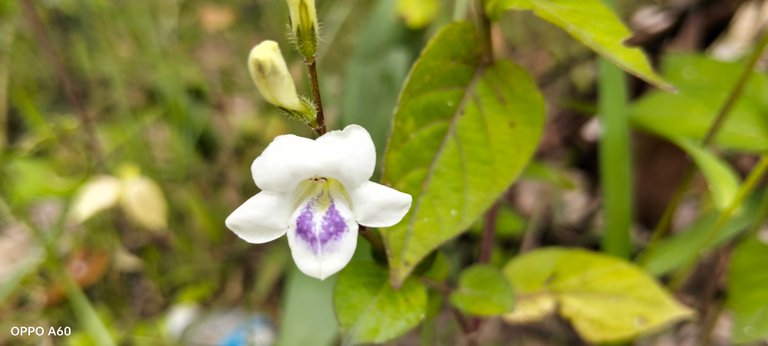 Nature's Unique Beauty: The Story of a Drop of Whiteness