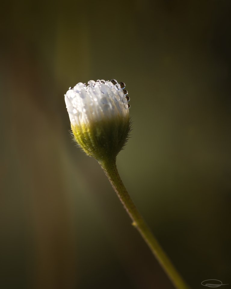 Droplets on Daisy Flower