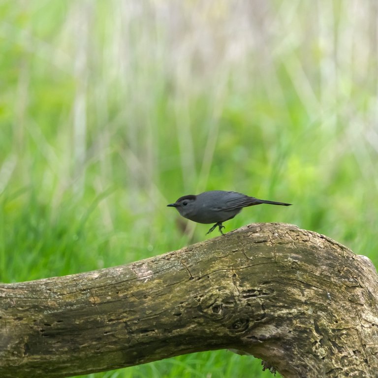 Gray Catbird