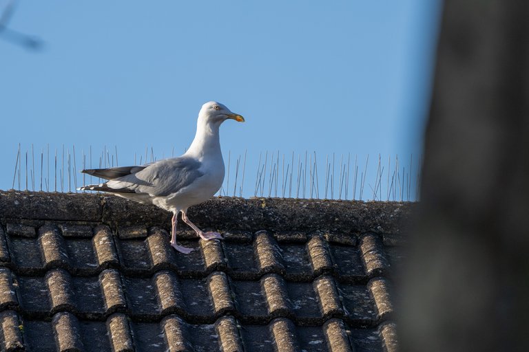 A Herring Gull struts along a rooftop