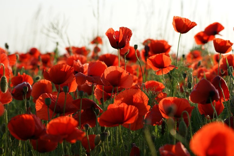 Medicinal plants, Poppy