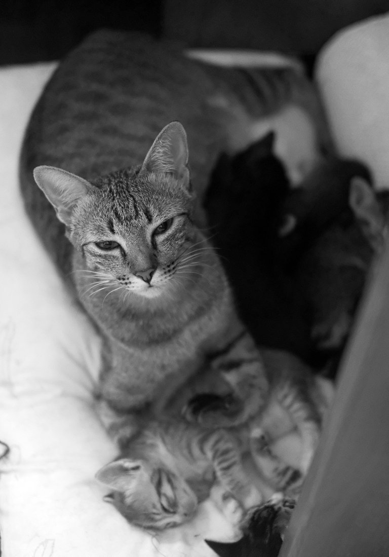 Tiger & her adventurous kitten