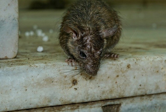 rodent_3229592_640.jpg