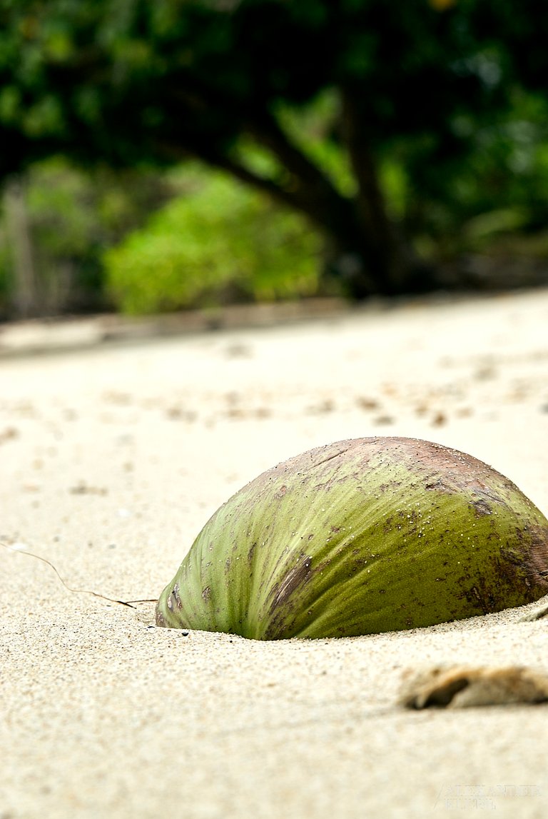 2009_thai_kohchang_252.jpg