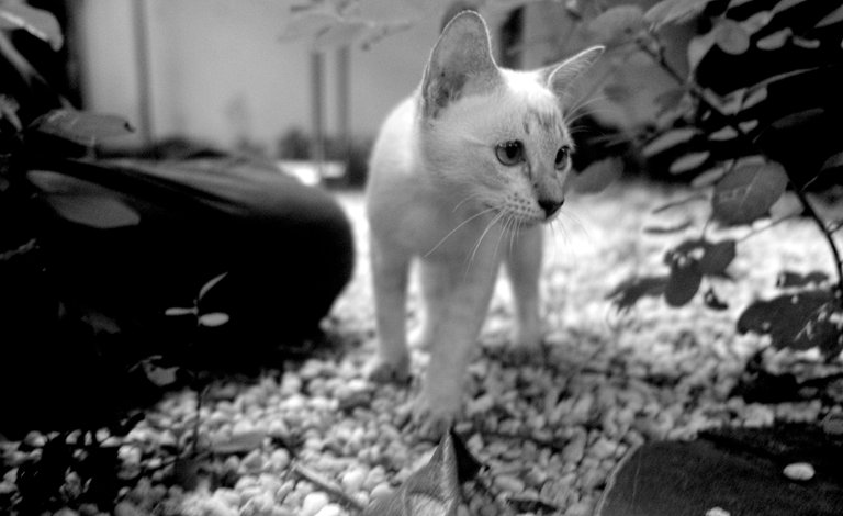 Crawling around with the cats