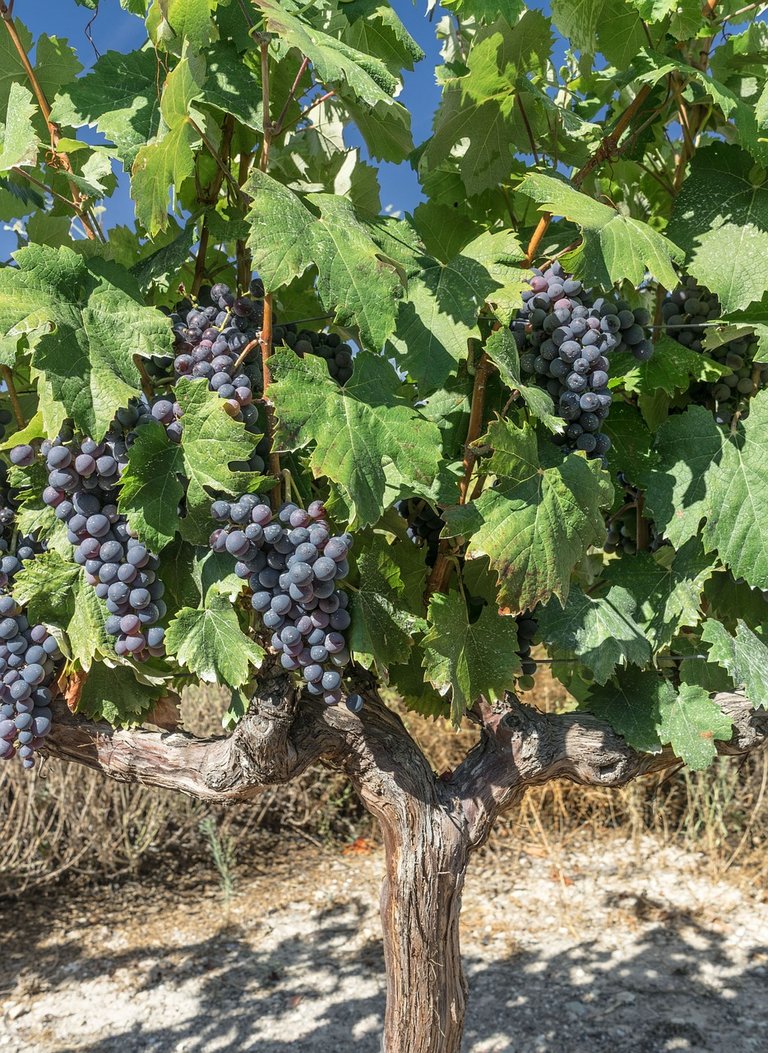 Pruning, the vine