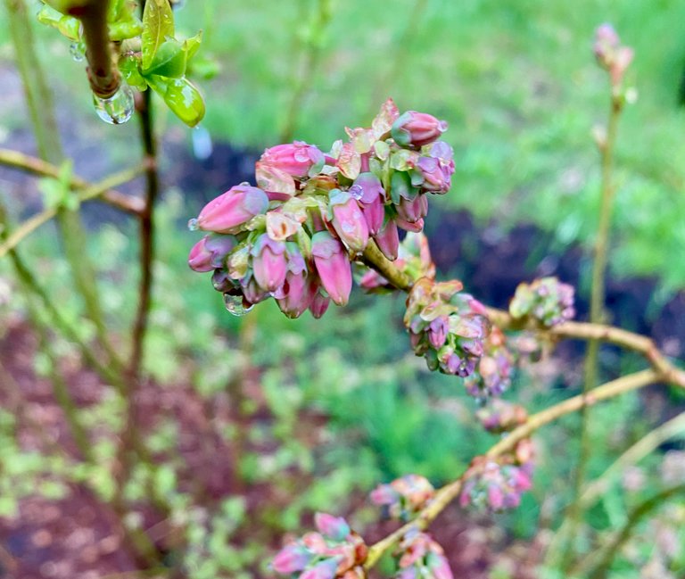 Blueberry blooms