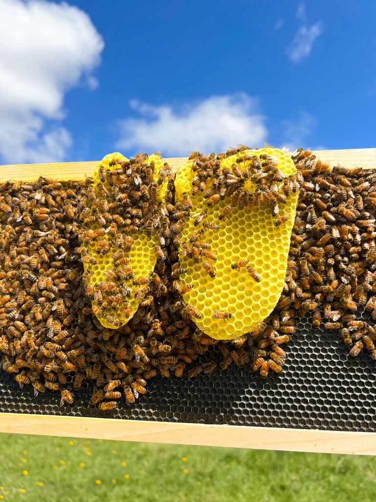 bees2.jpg