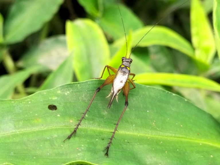 Nisitrus vittatus