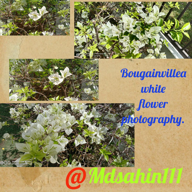 Bougainvillea white flower photography.