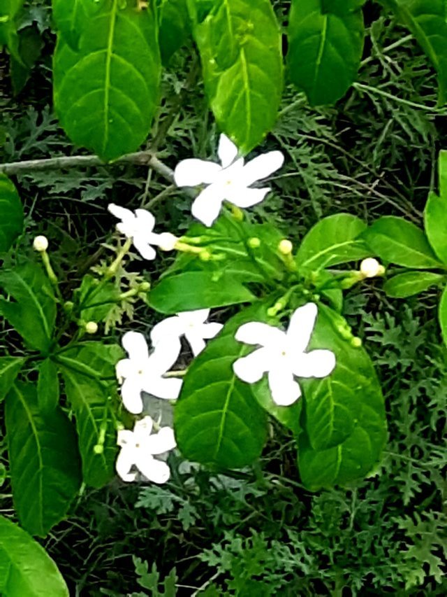 fragranceful_white_flower_1