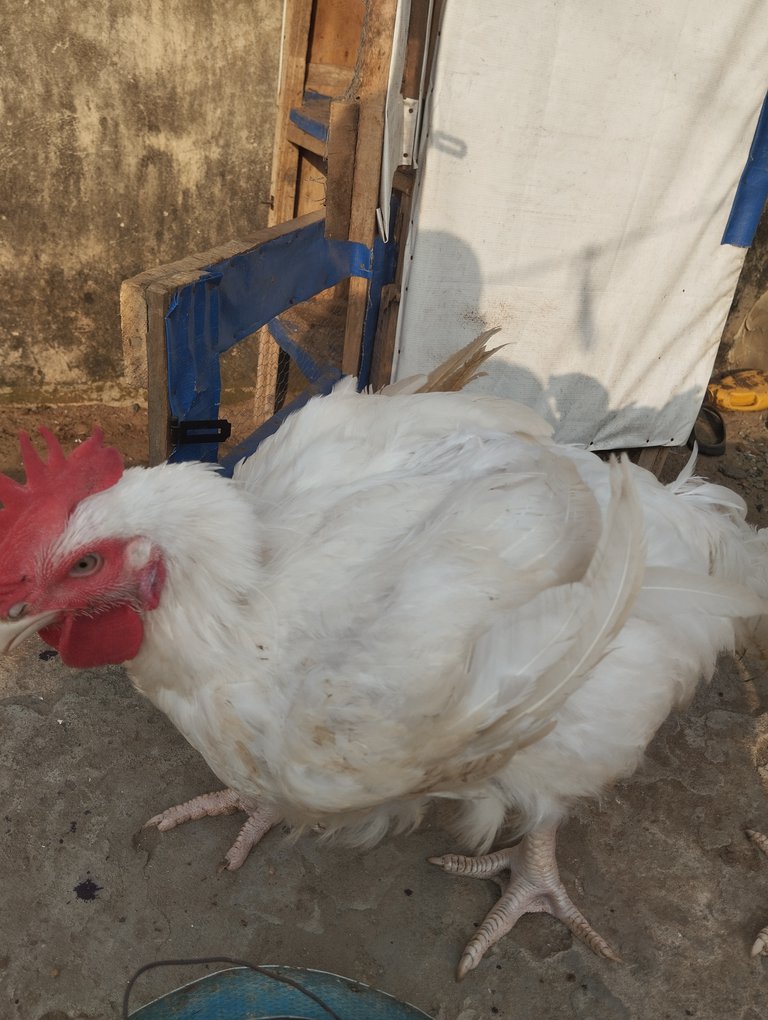    Chicken Curry Sauce.