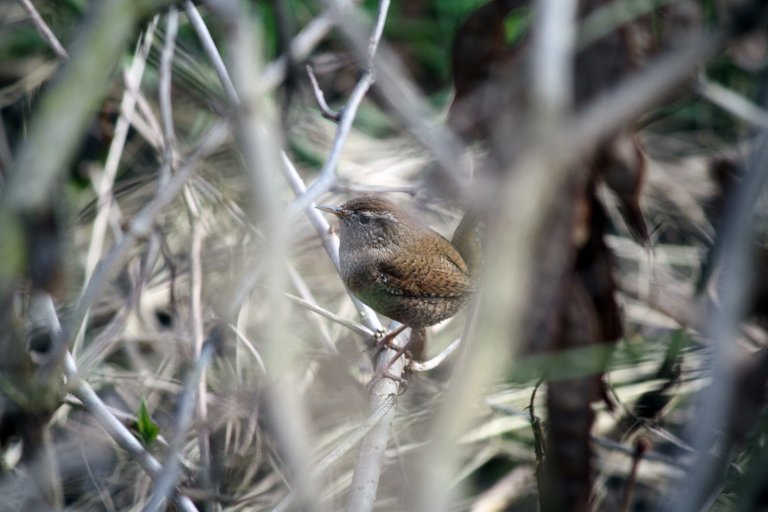 eurasian_wren_01.jpg