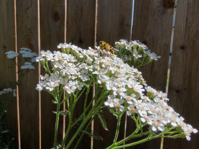 Yarrow and bee