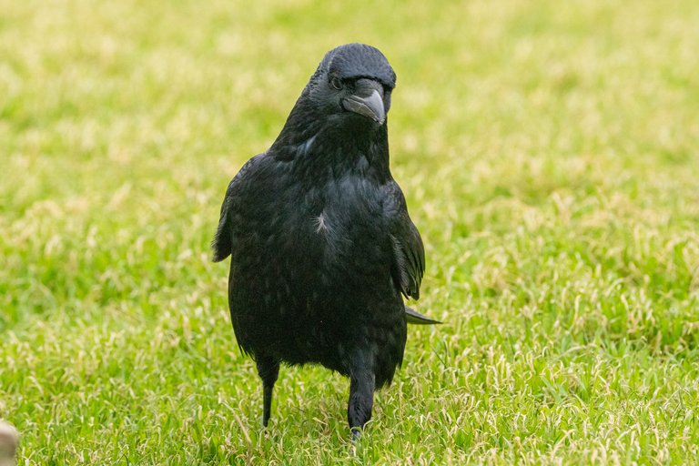 A crow walks on withered winter grass