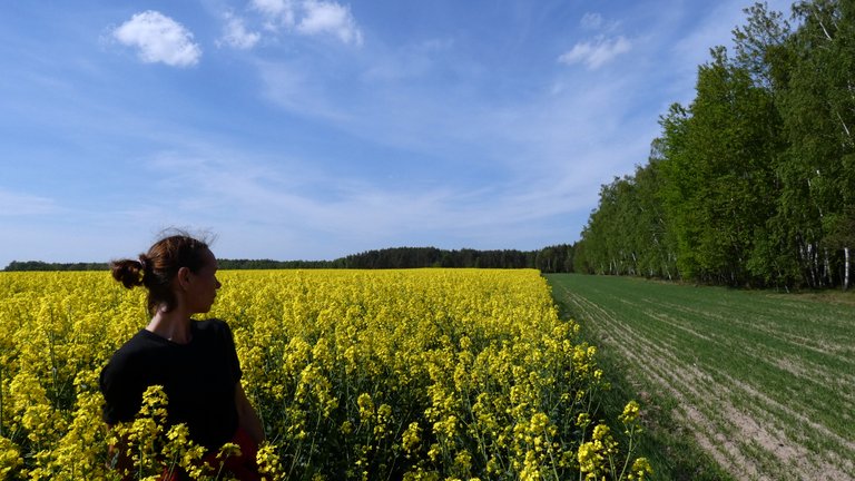 Bathed in rapeseed - hiking in the Lublin region