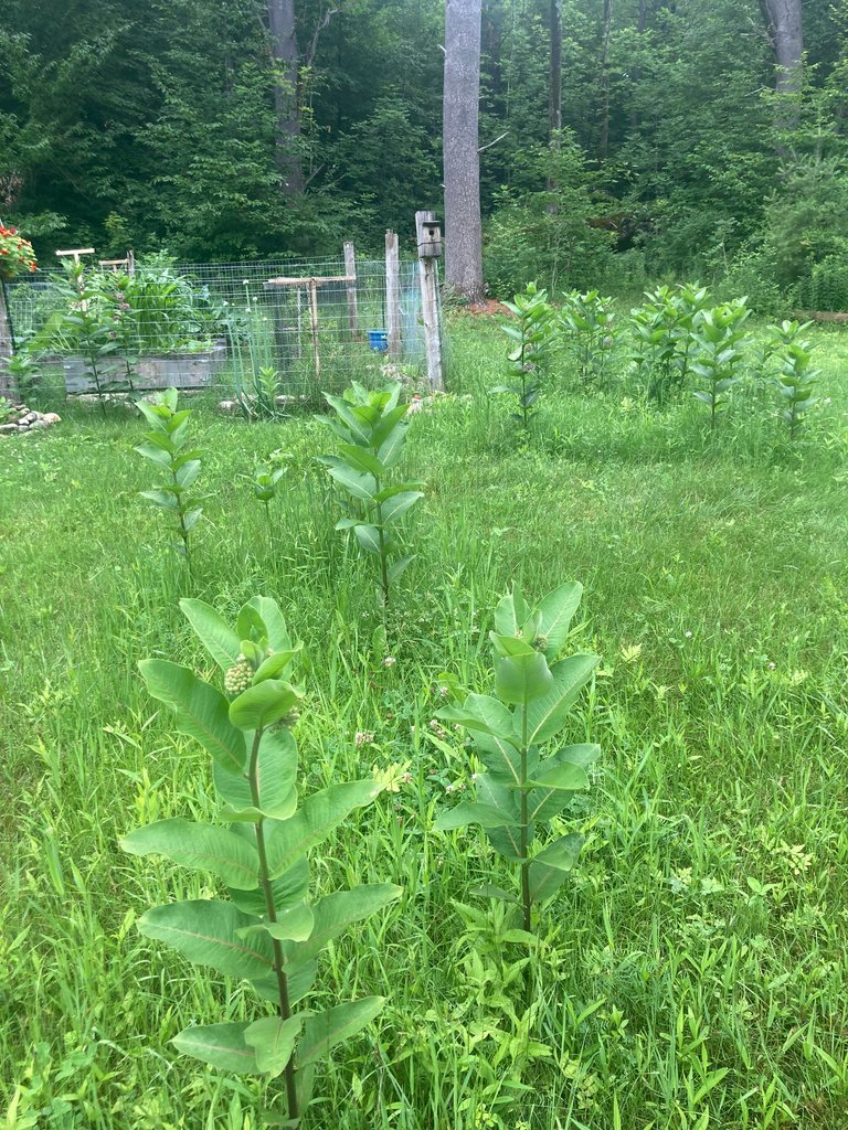 Milkweed preserve