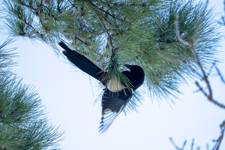 Magpie hangs upside down in a tree